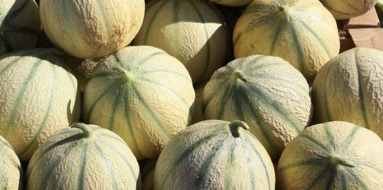 le melon charentais, frais et capiteux la base du pique nique estival ! 